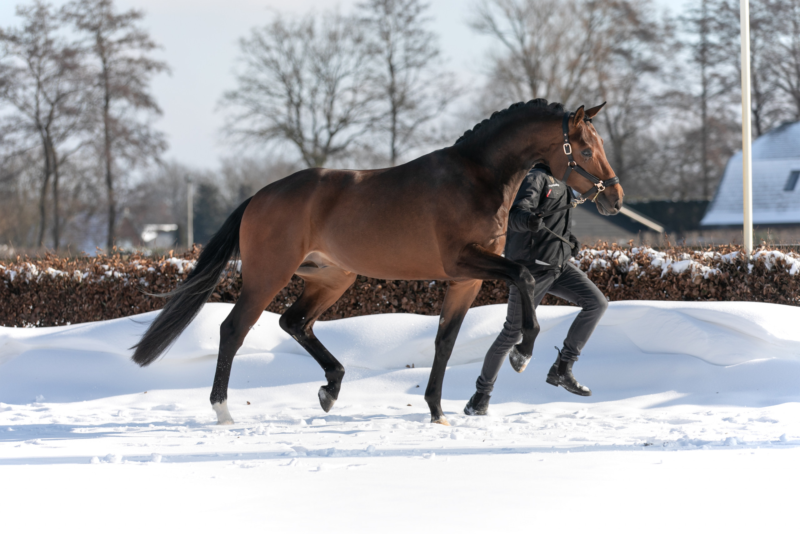 Paardenmakelaar & Taxateur